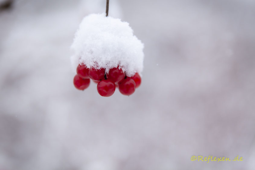 Schnee auf Beeren