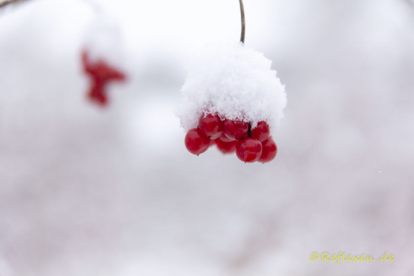 Schnee auf Beeren