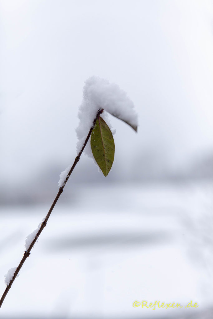 Schnee auf Blatt