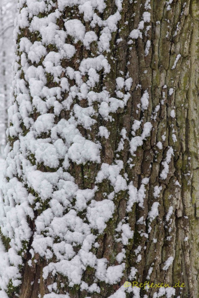Schnee auf Baumstamm senkrecht