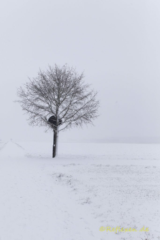 Schneegestöber mit Feldbaum