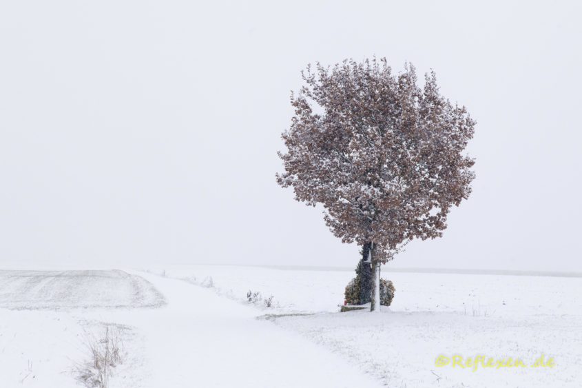 Feldbaum im Schneegestöber quer