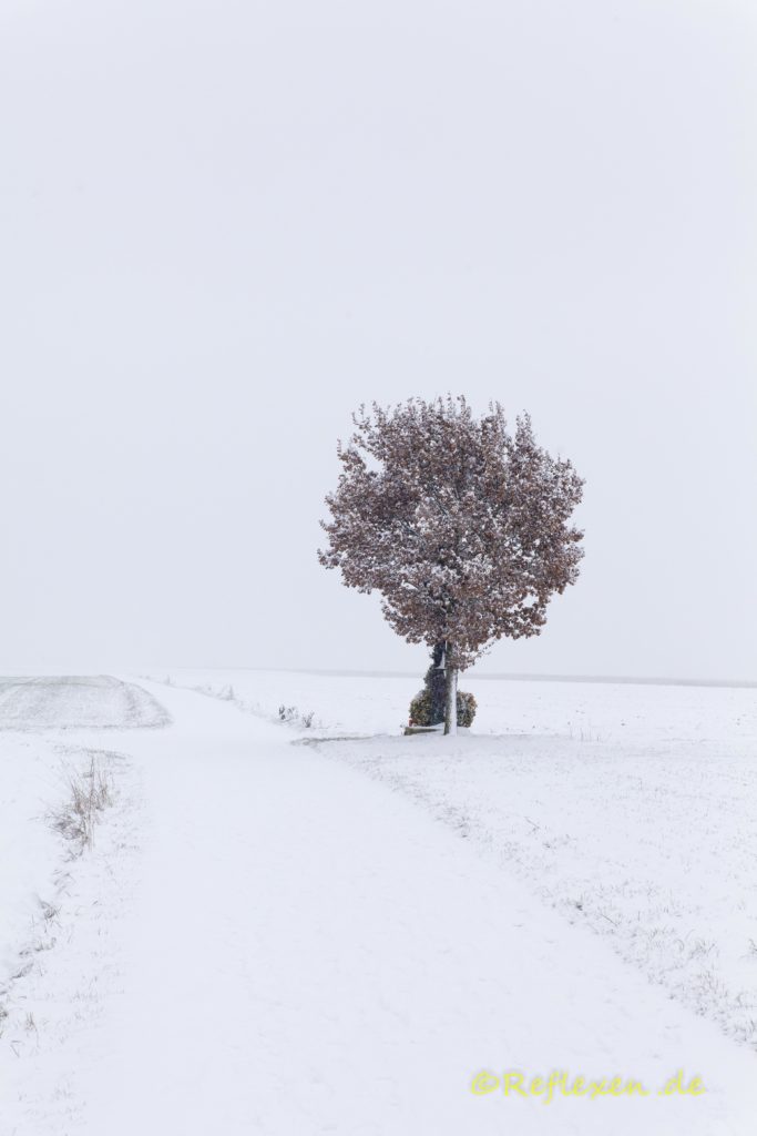 Feldbaum im Schneegestöber