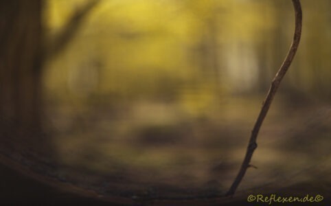 Der Baum ist mein Freund