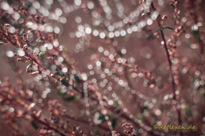 Punkt zur Bildgestaltung