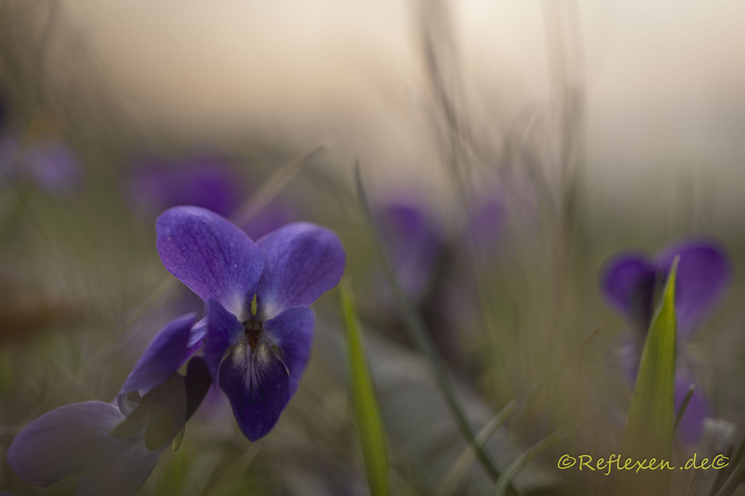 Einheimische Blumen